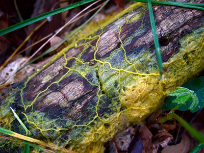 Physarum polycephalum growing on a log