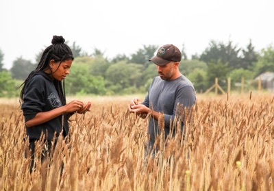 Two people examining grain in the wheat field at UCSC
