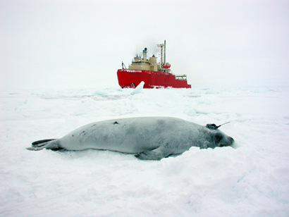 Crabeater seal with ship in background