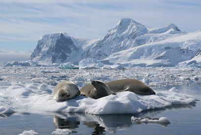 Crabeater seals on sea ice