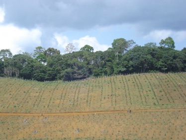 Wide shot of a tropical tree plantation