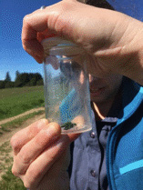 Tara holding up a vial with beetle in it