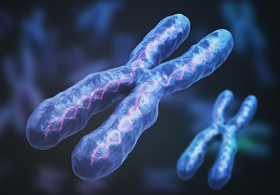 X chromosome illustration