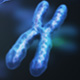 x-chromosome-thumb.jpg