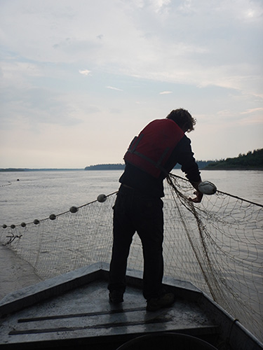 salmon fisher with net