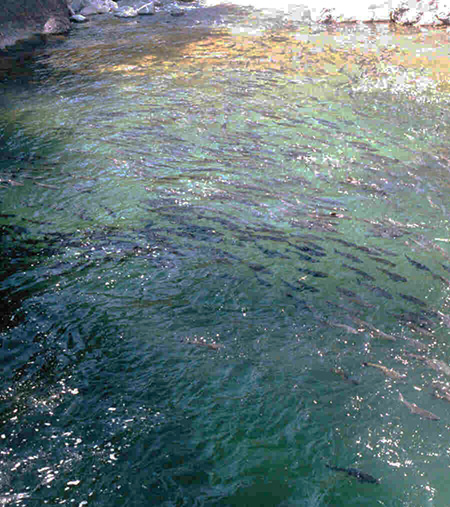 spring run salmon in a deep pool