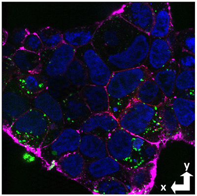 microscope image of fluorescently labeled cells