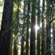 redwoods-80px.jpg