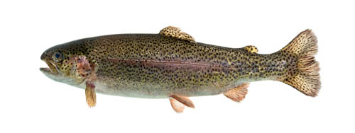 A rainbow trout swimming underwater in front of a white background