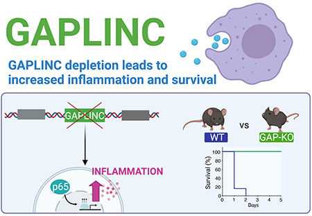 graphic of gaplinc effects in mice