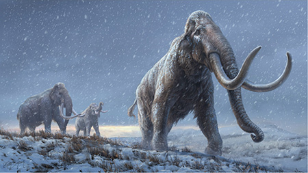 mammoths illustration