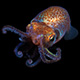 bobtail-squid-thumb.jpg
