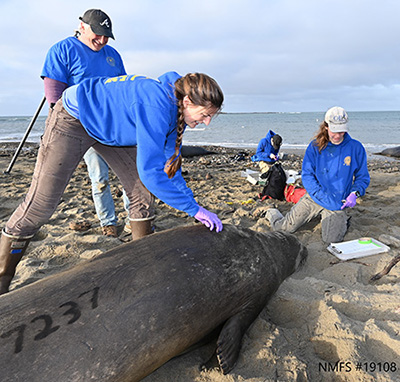 researchers and elephant seal