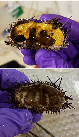 urchin cross sections showing insides