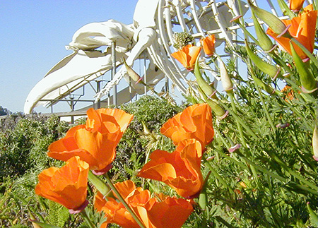 poppies and whale skeleton
