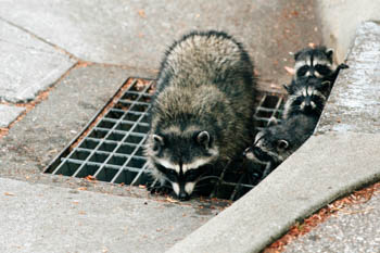 A mother raccoon and babies emerging from a storm drain. 