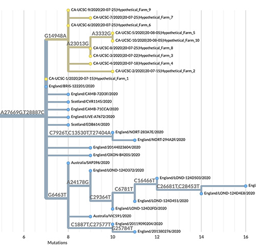 SARS-CoV-2 phylogenetic tree