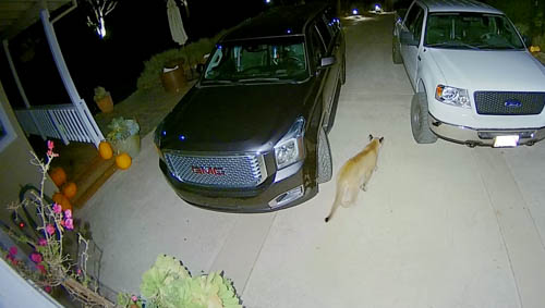 A puma walking between cars in a driveway in front of a house
