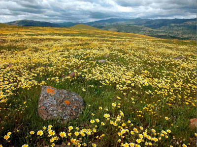 A grassy hillside covered in small yellow flowers in the San Jose region