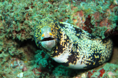 A snowflake moray eel in the ocean emerging from rocks