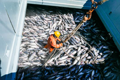 A person standing among harvested tuna on a commercial fishing vessel