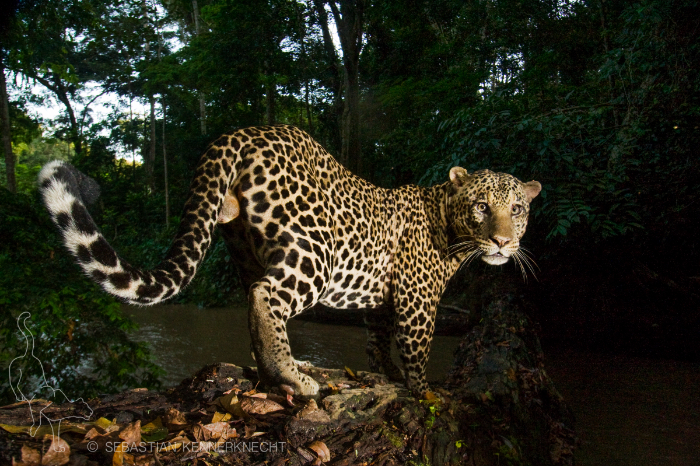 African leopard, Gabon