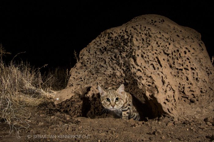 Black-footed cat, South Africa