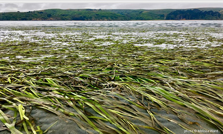 Seagrass restoration study shows rapid recovery 