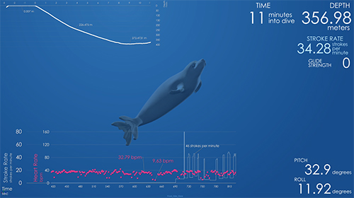 elephant seal illustration surrounded by data and graphs