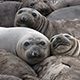 elephant-seals-thumb.jpg