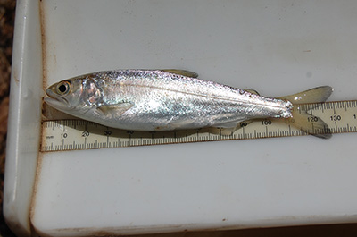 juvenile salmon in a measuring tray