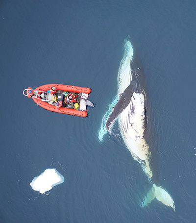 aerial image of small boat next to whale