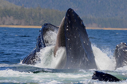 humpback whale feeding gulp