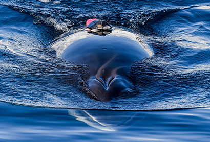minke whale with tag