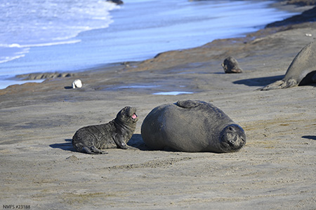 female elephant seal with pup