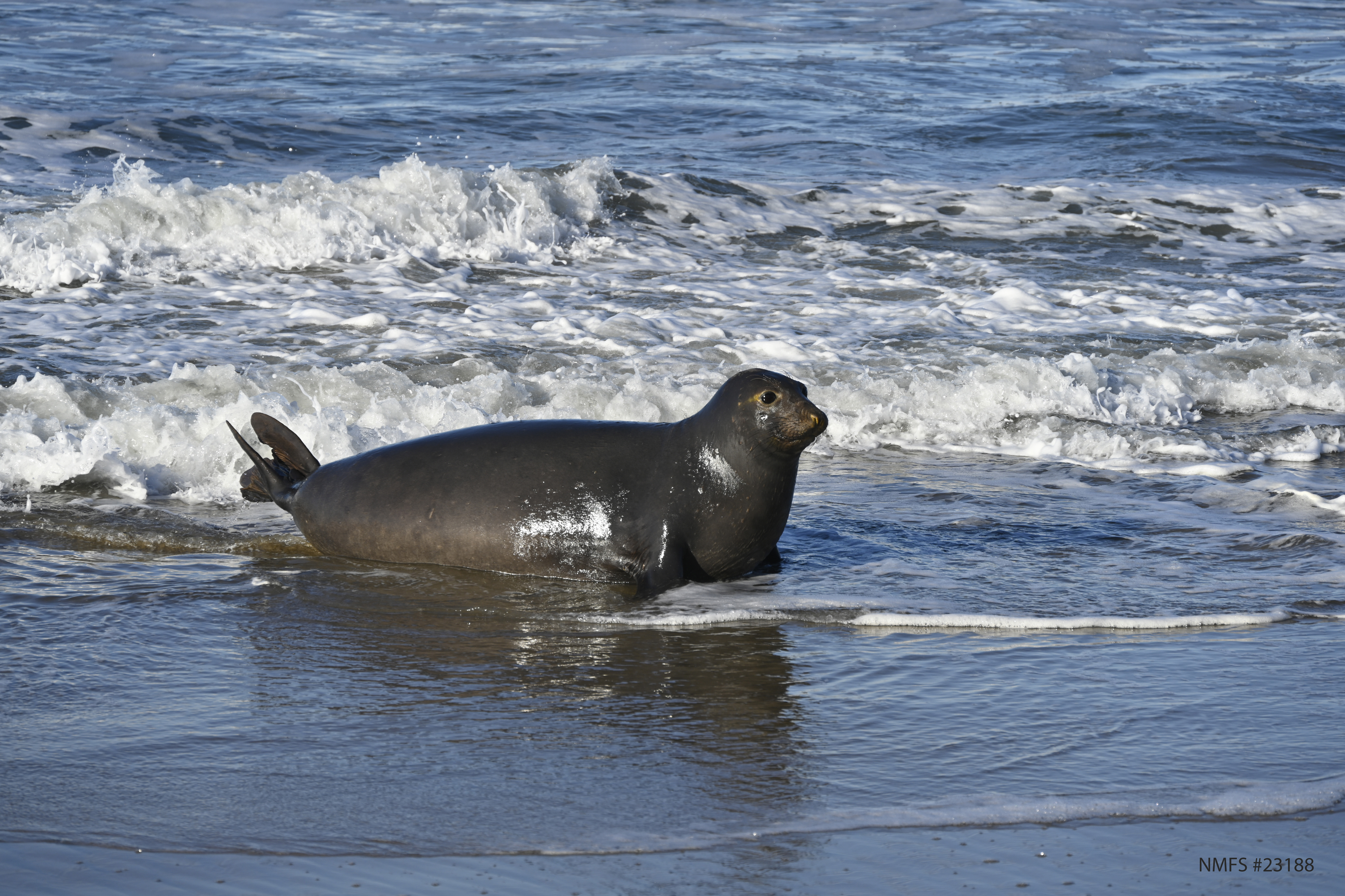 female elephant seal in surf line on beach