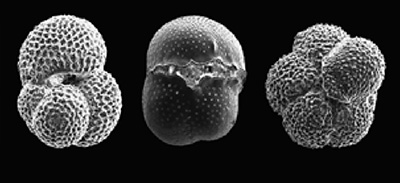 foraminifera microscope image