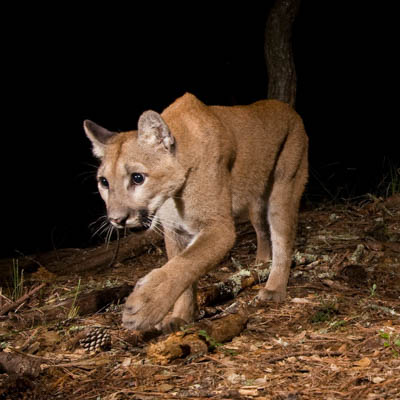 A puma walking in the forest at night