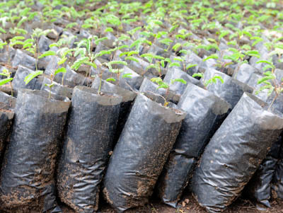 Rows of tree seedlings being grown for a reforestation initiative