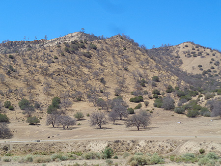 hillside with dead oak trees