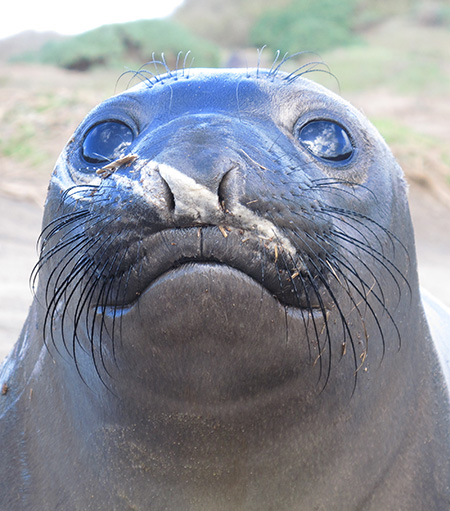 elephant seal face with whiskers
