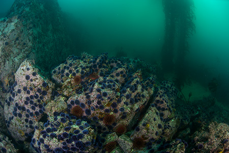 sea urchins on rocky reef, kelp in background