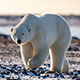 polar-bear-thumb.jpg