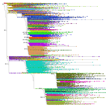 A screengrab of the COVID-19 phylogenetic tree as of June 16, 2022.