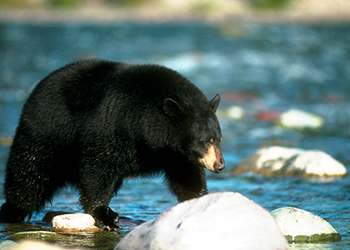 A black bear standing in a stream.