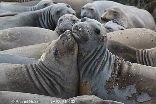 northern elephant seals