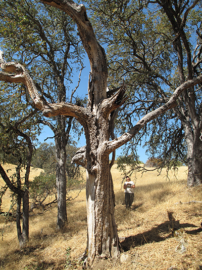 acorn woodpecker granary tree