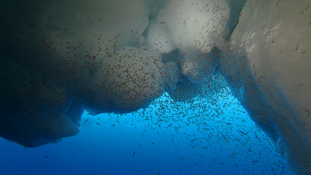 krill swarm under ice