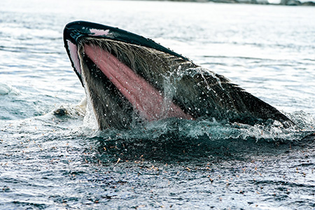 whale surface feeding