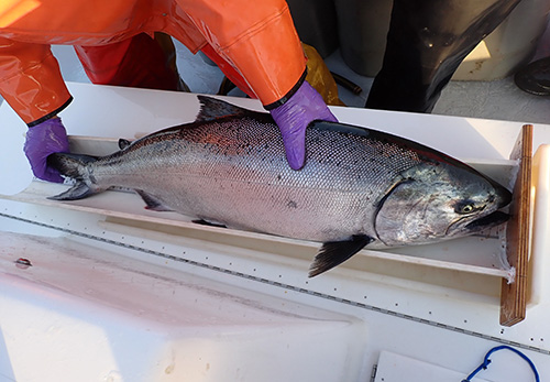 salmon in measuring device